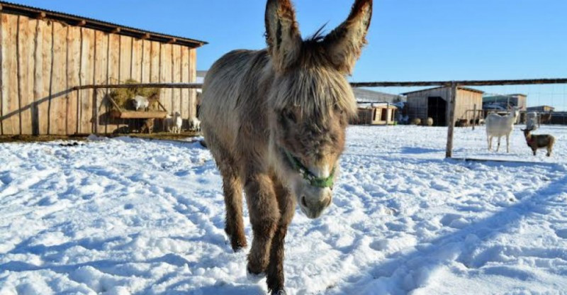 ZOO Kontakt Liptovská Mara zvieratko