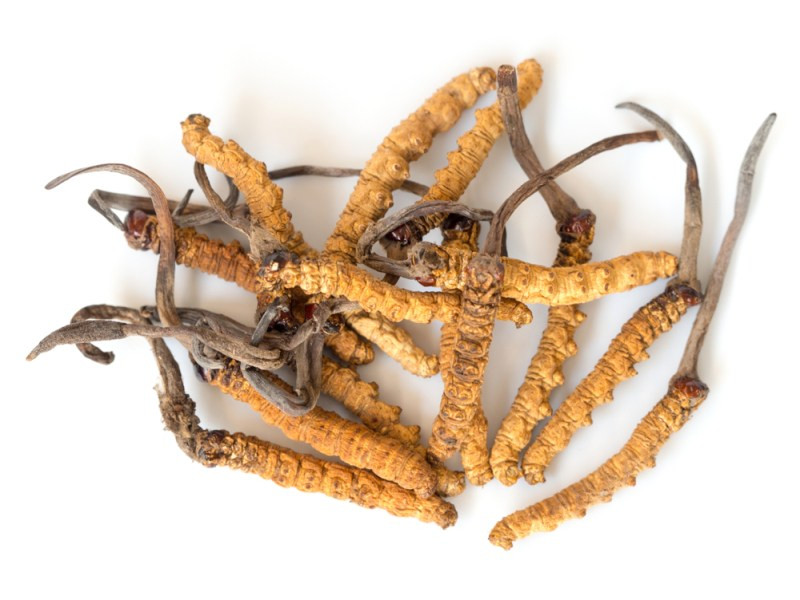 Cordyceps