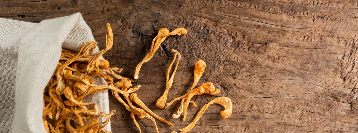6 zdravotných benefitov čínskej huby Cordyceps