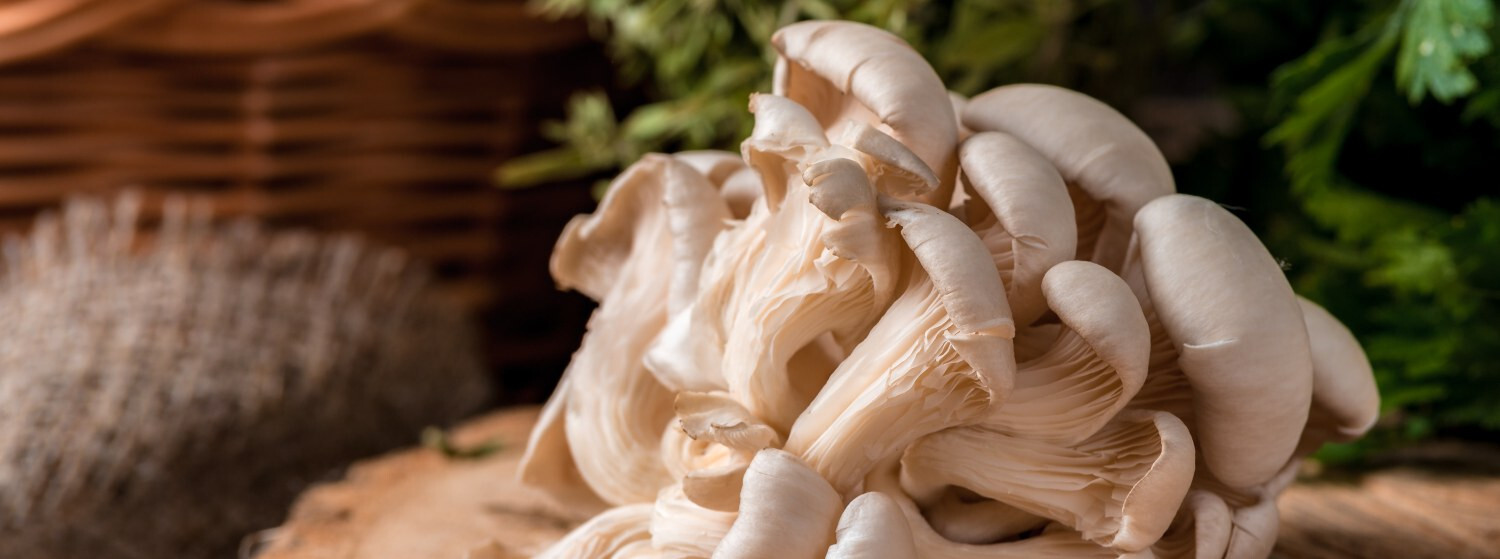 Hliva ustricová: účinky, nutričná hodnota a tipy na prípravu