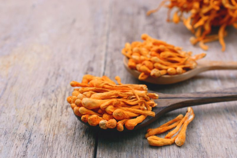 Cordyceps huba